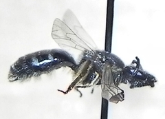Lasioglossum pectorale