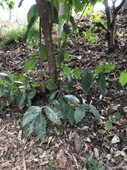 Ficus opposita