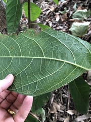 Ficus opposita
