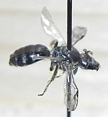 Lasioglossum pectorale