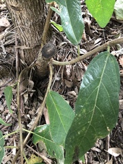 Ficus opposita
