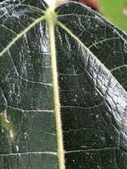 Ficus opposita
