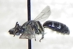 Lasioglossum pectorale
