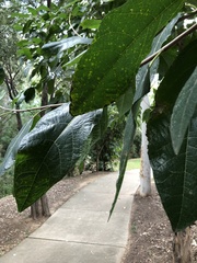 Ficus opposita