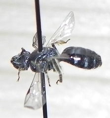 Lasioglossum pectorale