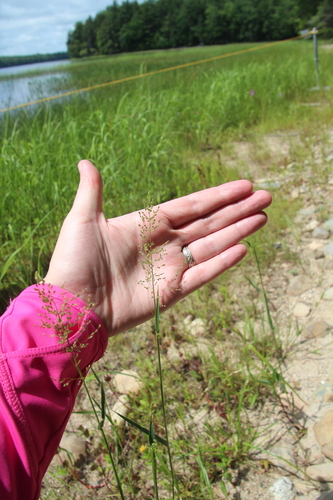 Eaton's rosette grass (Dichanthelium spretum)