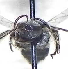 Lasioglossum pectorale