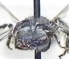Lasioglossum pectorale