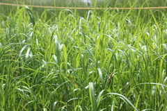 Panicum virgatum spissum