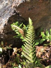 Polystichum scopulinum