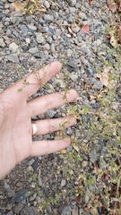 Allophyllum gilioides