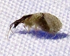 Sympherobius barberi