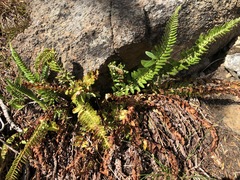 Polystichum scopulinum