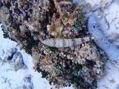 Synodus dermatogenys