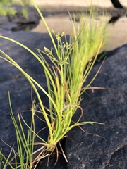 Cyperus dentatus