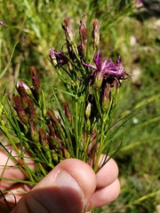 Vernonia lettermannii