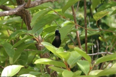 Orthorhyncus cristatus emigrans