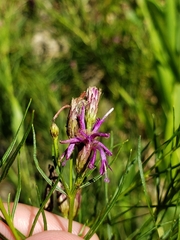 Vernonia lettermannii