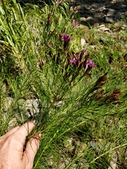Vernonia lettermannii