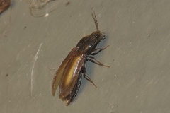 Hemicrepidius pallidipennis