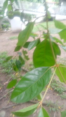 Byrsonima crassifolia