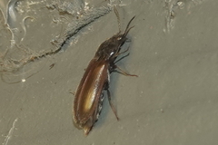 Hemicrepidius pallidipennis