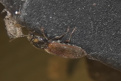 Hemicrepidius pallidipennis
