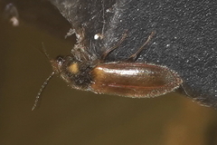 Hemicrepidius pallidipennis