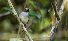 Hemitriccus granadensis