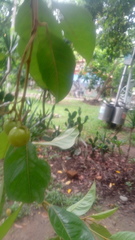 Byrsonima crassifolia