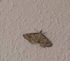 Metasia ophialis