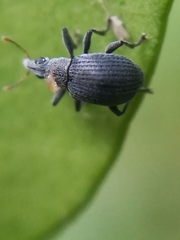 Oxystoma craccae