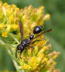 Zethus spinipes spinipes