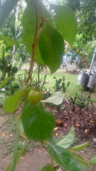 Byrsonima crassifolia