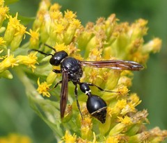 Zethus spinipes spinipes