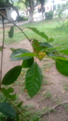 Byrsonima crassifolia