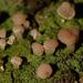 Baeomyces heteromorphus - Photo (c) Reiner Richter, some rights reserved (CC BY-NC-SA), uploaded by Reiner Richter
