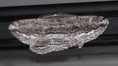 Scioglyptis canescaria