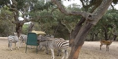 Equus zebra