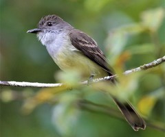 Myiarchus cephalotes