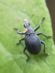 Oxystoma craccae