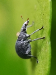 Oxystoma craccae