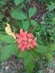 Rhododendron prunifolium