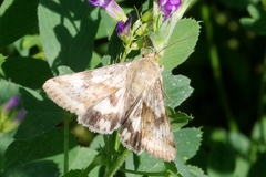 Heliothis adaucta