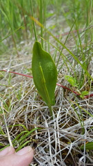 Ophioglossum pusillum