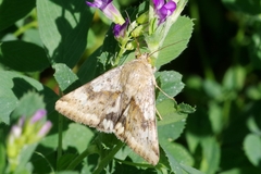 Heliothis adaucta