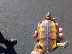 Rhinoclemmys rubida rubida