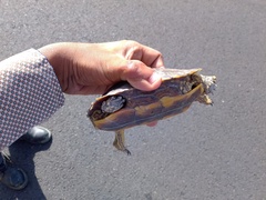 Rhinoclemmys rubida rubida