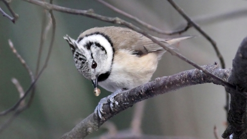 Crested Tit