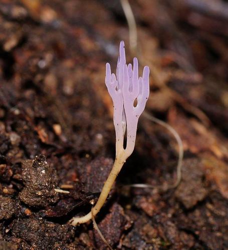 lilac coral fungus